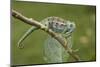 A Montane Side-Striped Chameleon in Kibale National Park, Uganda-Neil Losin-Mounted Photographic Print