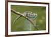 A Montane Side-Striped Chameleon in Kibale National Park, Uganda-Neil Losin-Framed Photographic Print