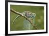 A Montane Side-Striped Chameleon in Kibale National Park, Uganda-Neil Losin-Framed Photographic Print