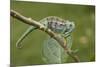 A Montane Side-Striped Chameleon in Kibale National Park, Uganda-Neil Losin-Mounted Photographic Print