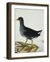 A Moorhen-Christopher Atkinson-Framed Giclee Print