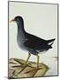 A Moorhen-Christopher Atkinson-Mounted Giclee Print