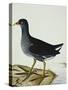 A Moorhen-Christopher Atkinson-Stretched Canvas