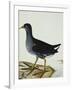 A Moorhen-Christopher Atkinson-Framed Giclee Print