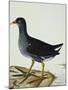 A Moorhen-Christopher Atkinson-Mounted Giclee Print