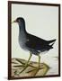 A Moorhen-Christopher Atkinson-Framed Premium Giclee Print