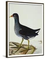 A Moorhen-Christopher Atkinson-Framed Premium Giclee Print