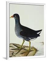 A Moorhen-Christopher Atkinson-Framed Premium Giclee Print