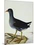 A Moorhen-Christopher Atkinson-Mounted Premium Giclee Print