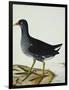 A Moorhen-Christopher Atkinson-Framed Premium Giclee Print