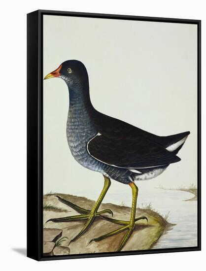 A Moorhen-Christopher Atkinson-Framed Stretched Canvas