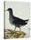 A Moorhen-Christopher Atkinson-Stretched Canvas