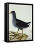 A Moorhen-Christopher Atkinson-Framed Stretched Canvas