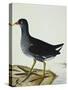 A Moorhen-Christopher Atkinson-Stretched Canvas