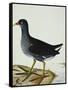 A Moorhen-Christopher Atkinson-Framed Stretched Canvas