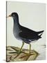 A Moorhen-Christopher Atkinson-Stretched Canvas
