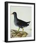 A Moorhen-Christopher Atkinson-Framed Giclee Print