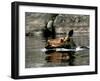 A Moose Cools Off-null-Framed Photographic Print