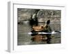 A Moose Cools Off-null-Framed Photographic Print