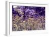 A Morning to Remember-Incredi-Framed Photographic Print