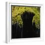 A Moss Covered Waterfall in the Bavarian Allg?U-Micha Pawlitzki-Framed Photographic Print