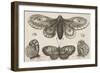 A Moth, Three Butterflies, and Two Beetles-Wenceslaus Hollar-Framed Giclee Print