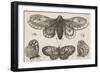 A Moth, Three Butterflies, and Two Beetles-Wenceslaus Hollar-Framed Giclee Print