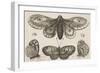 A Moth, Three Butterflies, and Two Beetles-Wenceslaus Hollar-Framed Giclee Print