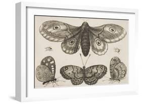 A Moth, Three Butterflies, and Two Beetles-Wenceslaus Hollar-Framed Giclee Print