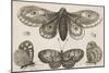 A Moth, Three Butterflies, and Two Beetles-Wenceslaus Hollar-Mounted Giclee Print