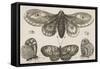 A Moth, Three Butterflies, and Two Beetles-Wenceslaus Hollar-Framed Stretched Canvas