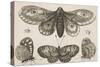 A Moth, Three Butterflies, and Two Beetles-Wenceslaus Hollar-Stretched Canvas