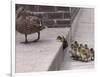 A Mother Duck, Left, Takes Her Ducklings for a Walk up a Flight of Cement Steps-null-Framed Photographic Print