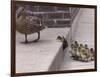 A Mother Duck, Left, Takes Her Ducklings for a Walk up a Flight of Cement Steps-null-Framed Photographic Print