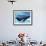 A Mother Humpback Whale Is Escorted by Another Whale And Her Baby Calf-Stocktrek Images-Framed Photographic Print displayed on a wall