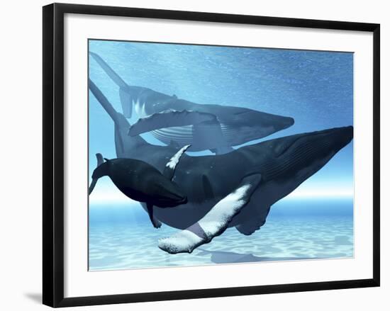 A Mother Humpback Whale Is Escorted by Another Whale And Her Baby Calf-Stocktrek Images-Framed Photographic Print