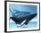 A Mother Humpback Whale Is Escorted by Another Whale And Her Baby Calf-Stocktrek Images-Framed Photographic Print