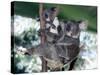 A Mother Koala Proudly Holds Her Ten-Month-Old Baby, Sydney, Australia, November 7, 2002-Russell Mcphedran-Stretched Canvas