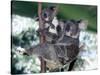 A Mother Koala Proudly Holds Her Ten-Month-Old Baby, Sydney, Australia, November 7, 2002-Russell Mcphedran-Stretched Canvas