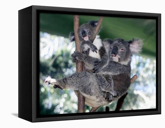 A Mother Koala Proudly Holds Her Ten-Month-Old Baby, Sydney, Australia, November 7, 2002-Russell Mcphedran-Framed Stretched Canvas