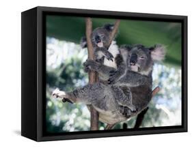 A Mother Koala Proudly Holds Her Ten-Month-Old Baby, Sydney, Australia, November 7, 2002-Russell Mcphedran-Framed Stretched Canvas