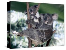 A Mother Koala Proudly Holds Her Ten-Month-Old Baby, Sydney, Australia, November 7, 2002-Russell Mcphedran-Stretched Canvas