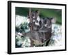 A Mother Koala Proudly Holds Her Ten-Month-Old Baby, Sydney, Australia, November 7, 2002-Russell Mcphedran-Framed Photographic Print