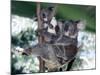 A Mother Koala Proudly Holds Her Ten-Month-Old Baby, Sydney, Australia, November 7, 2002-Russell Mcphedran-Mounted Photographic Print
