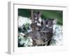 A Mother Koala Proudly Holds Her Ten-Month-Old Baby, Sydney, Australia, November 7, 2002-Russell Mcphedran-Framed Photographic Print