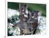 A Mother Koala Proudly Holds Her Ten-Month-Old Baby, Sydney, Australia, November 7, 2002-Russell Mcphedran-Framed Photographic Print