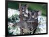 A Mother Koala Proudly Holds Her Ten-Month-Old Baby, Sydney, Australia, November 7, 2002-Russell Mcphedran-Framed Photographic Print