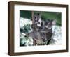 A Mother Koala Proudly Holds Her Ten-Month-Old Baby, Sydney, Australia, November 7, 2002-Russell Mcphedran-Framed Photographic Print