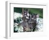 A Mother Koala Proudly Holds Her Ten-Month-Old Baby, Sydney, Australia, November 7, 2002-Russell Mcphedran-Framed Photographic Print