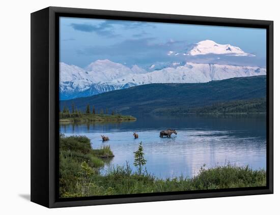 A Mother Moose Feeding in Wonder Lake-Howard Newcomb-Framed Stretched Canvas